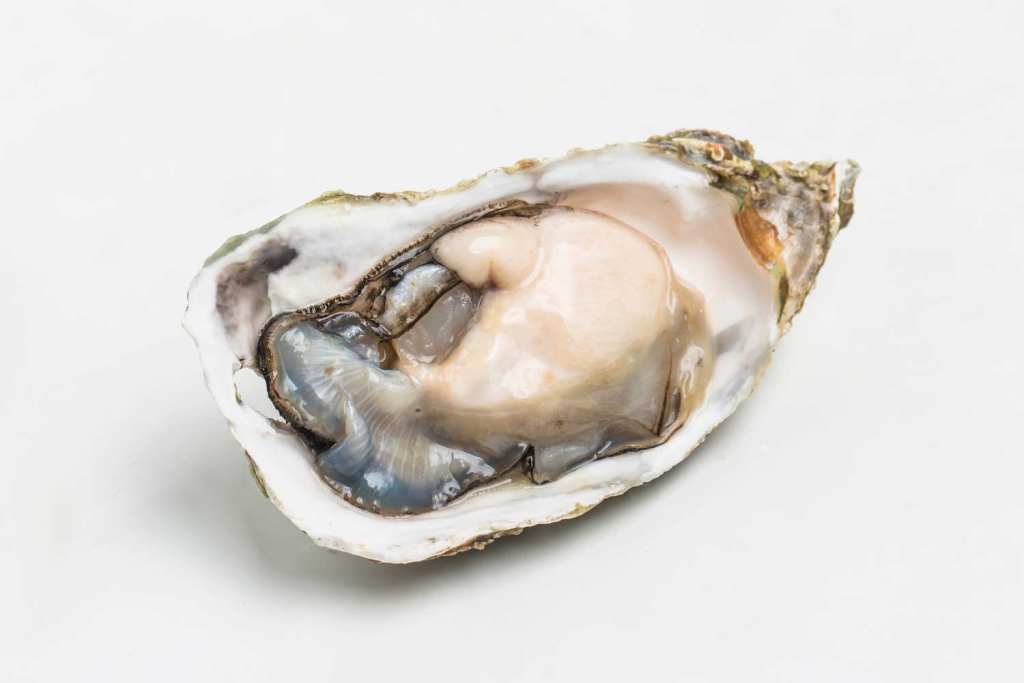 Austern besonders großes Exemplar