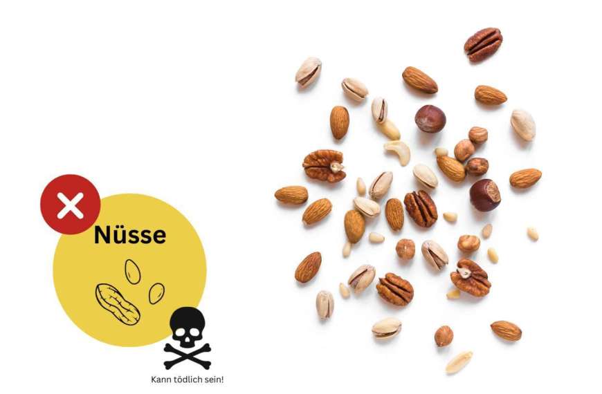 Nussallergie Infoblatt Allergene und Zusatzstoffe in der Gastronomie