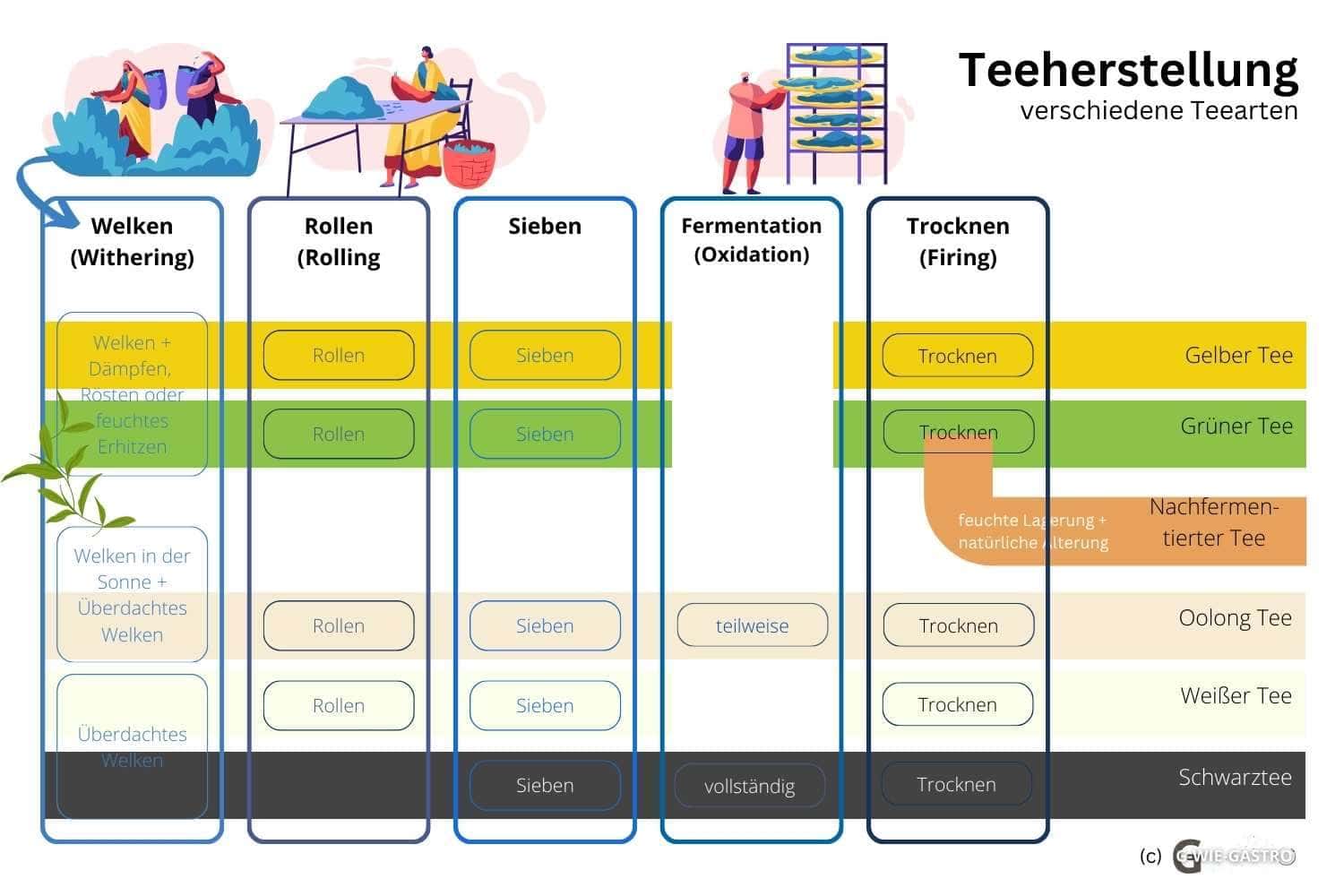Teeherstellung Infografik für verschiedene Teearten