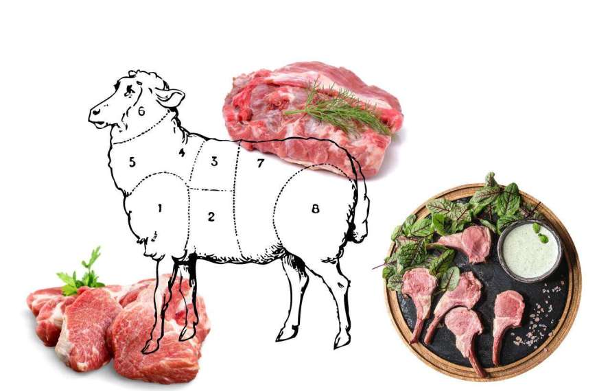 Lamm Warenkunde Einteilung Wie viel wiegt ein Lamm