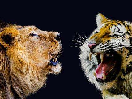 Marktsituation und Mitbewerber