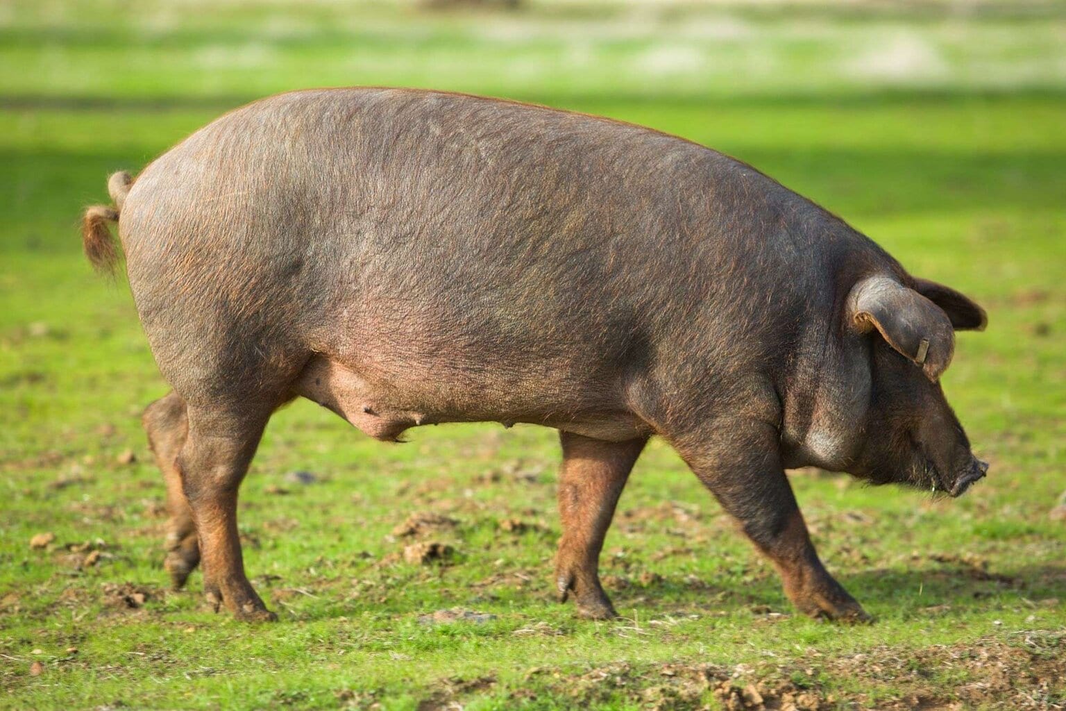 Iberisches Schwein