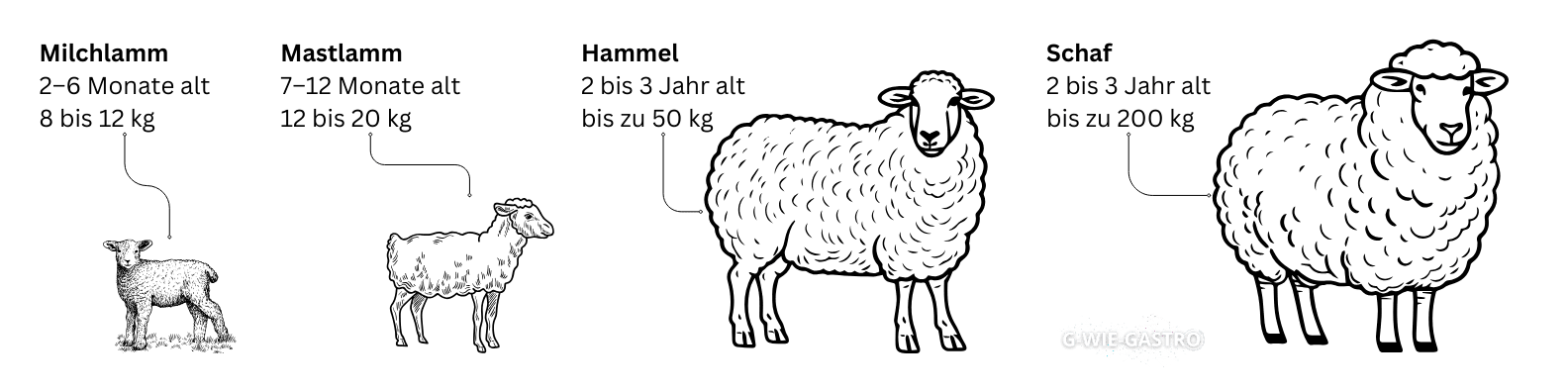 Lamm, Hammel, Schaf, Alter und Gewicht Infografik