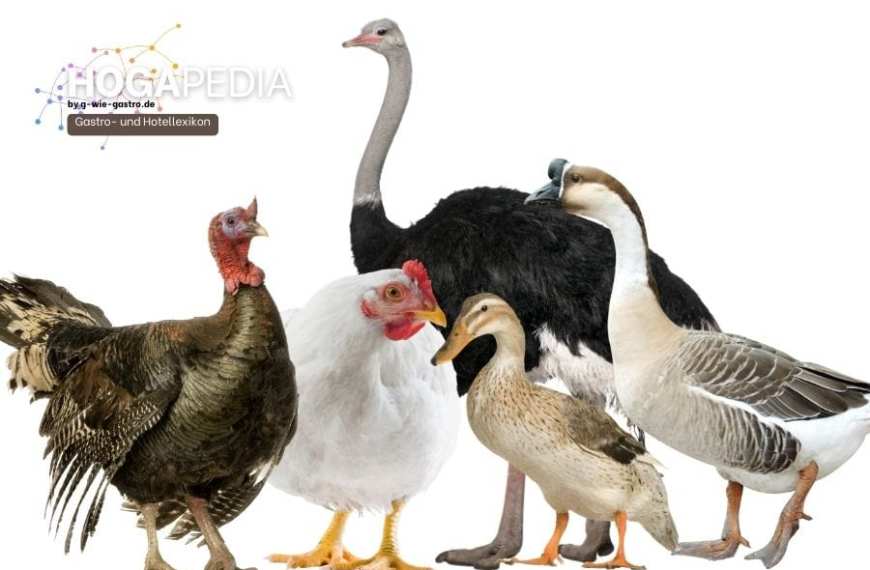 Geflügel: Huhn, Ente, Gans, Strauß, Pute erklärt: Einteilung, Klassen, Qualitäten etc. Gogapedia gastronomisches Lexikon