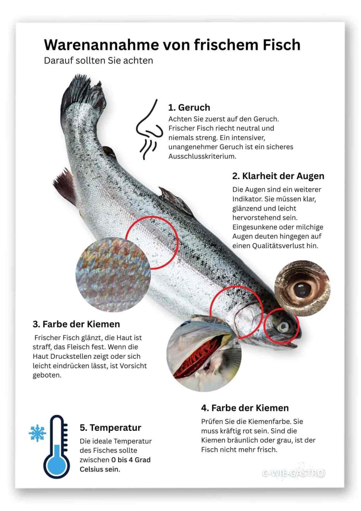 Infografik Warenannahme von frischem Fisch mit den Punkten, die zu prüfen sind, wie Geruch, Augen, Kiemenfarbe etc.