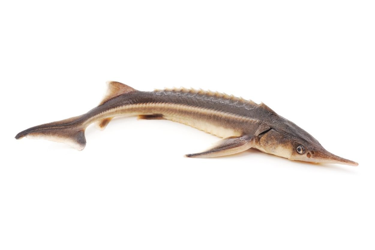Stör: Der Fisch, aus dem alle echten Kaviarsorten gemacht werden